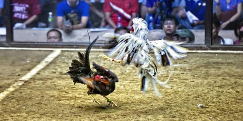 88fc xổ số miền bắc hôm quả