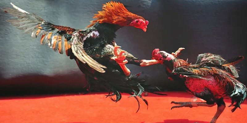 88fc c1 gà chọi