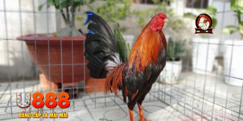 88fc game máy bay nổ hũ