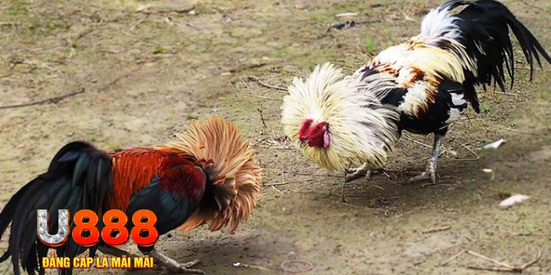 88fc game nổ hũ là gì